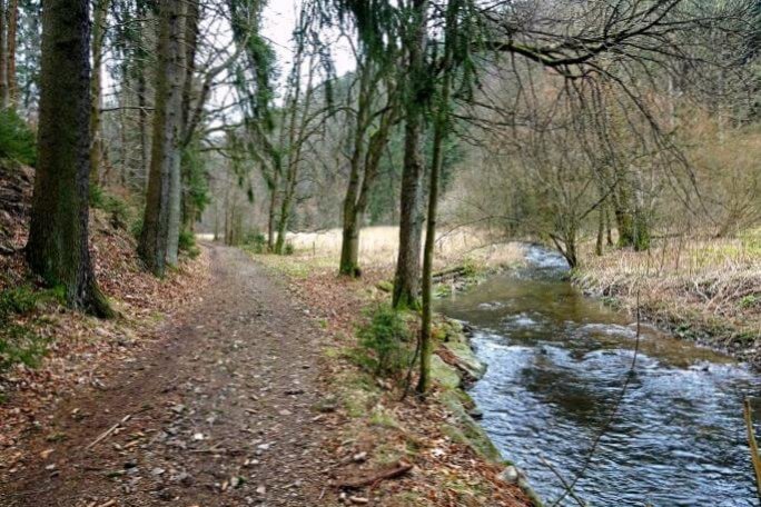 TharandterWaldLauf42