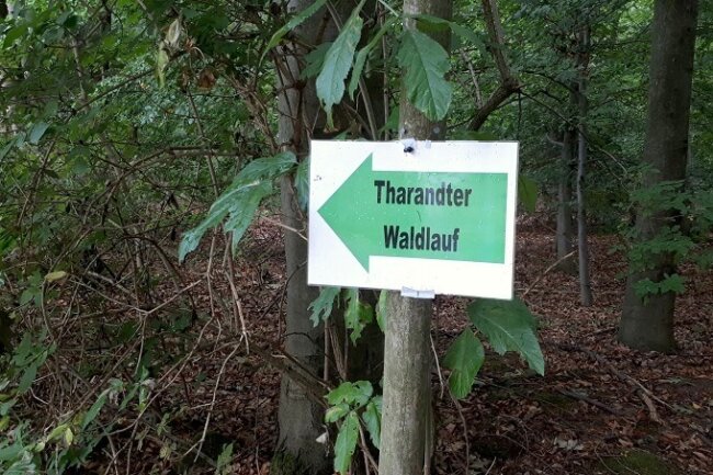 TharandterWaldLauf20neu_skl1